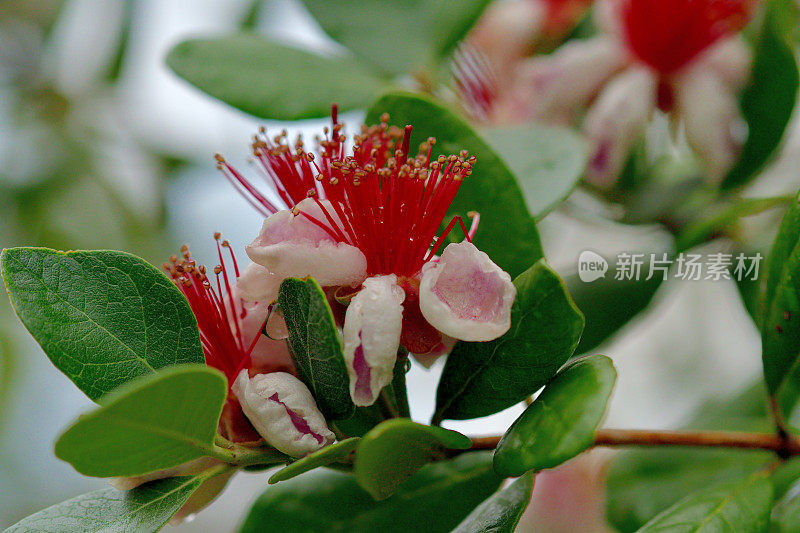 费约花/菠萝番石榴/六甲花/